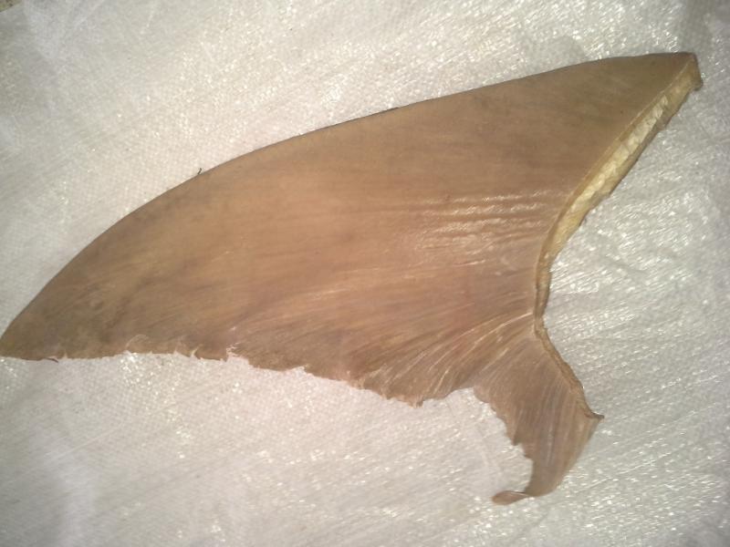 Shark Fins