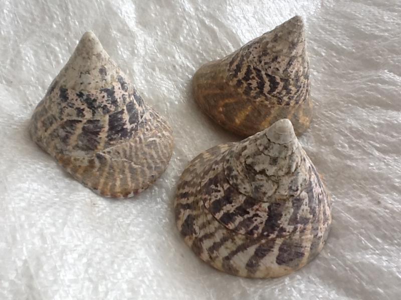 Trochus Shells